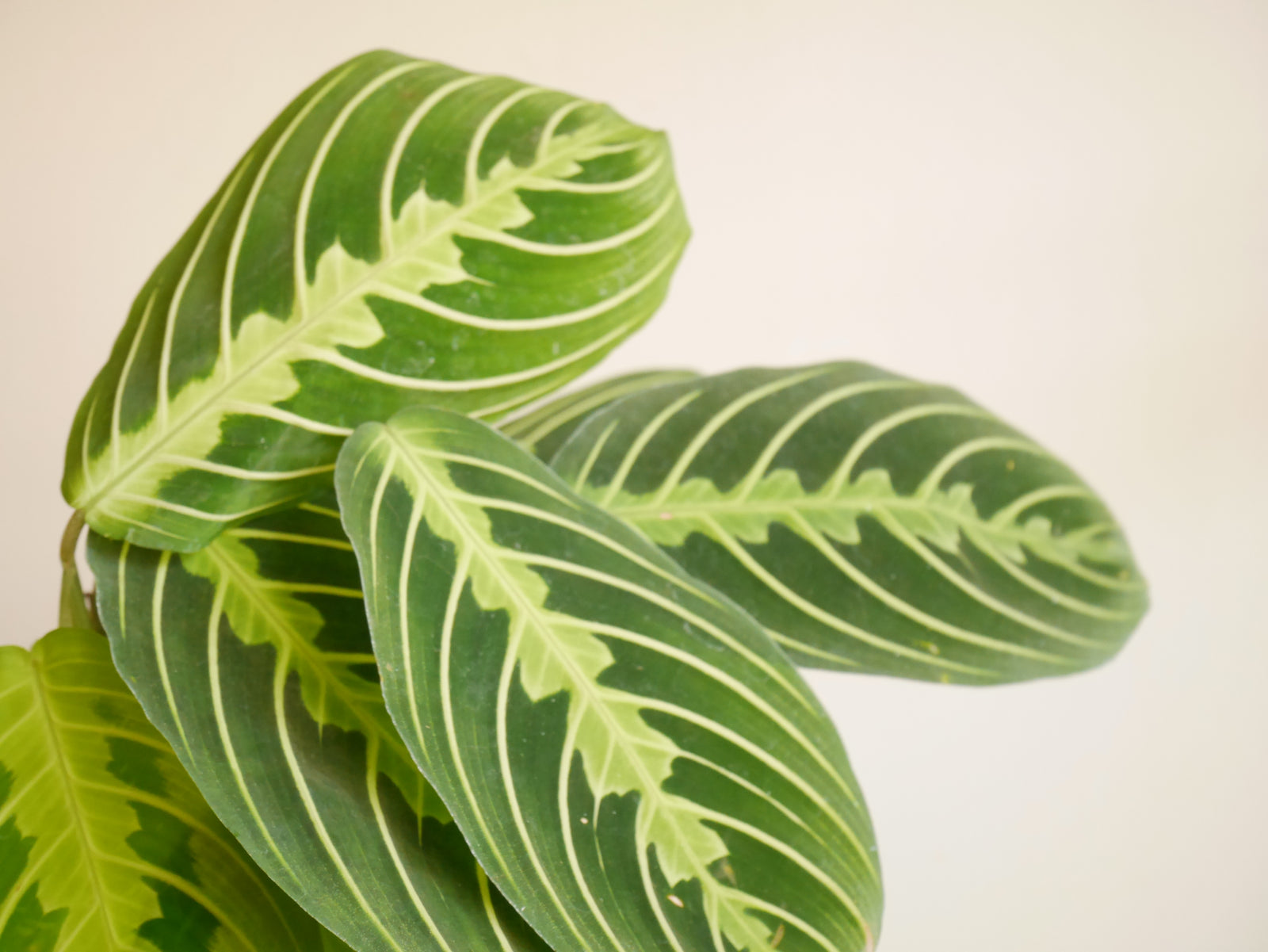 Maranta Lemon Lime (S)