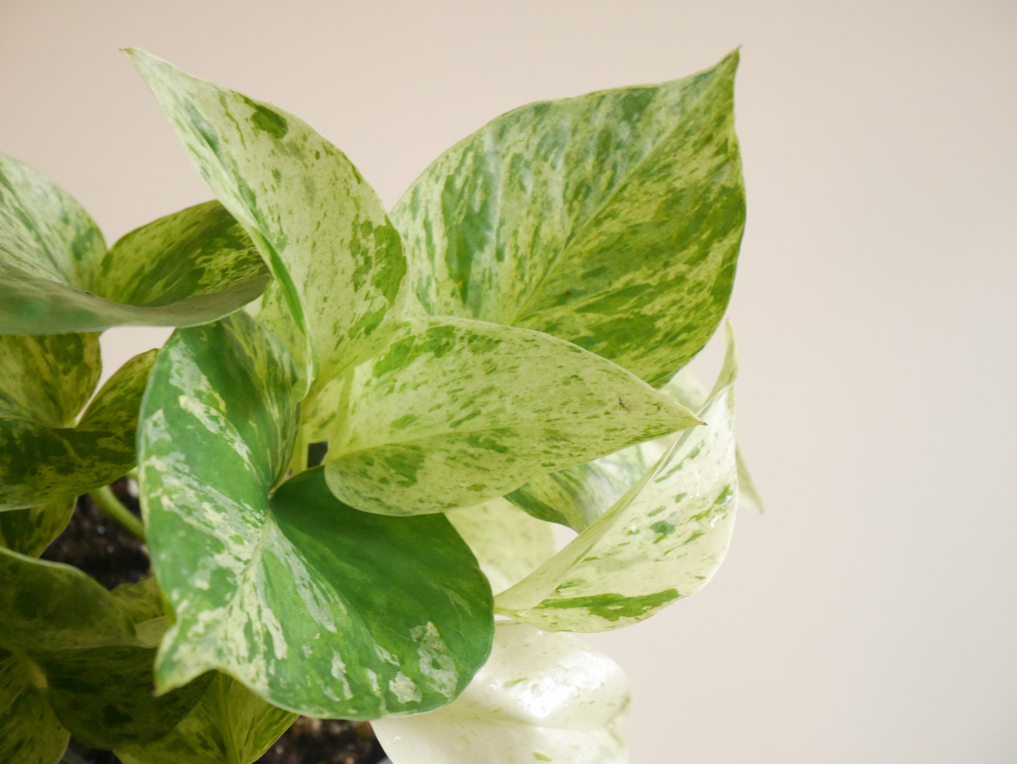 snow pothos plant Pothos Snow Queen (S)