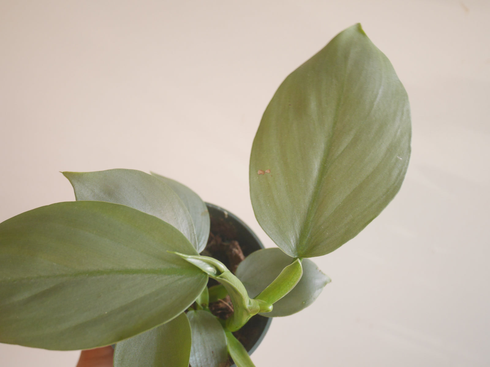 Philodendron Silver Sword (S)