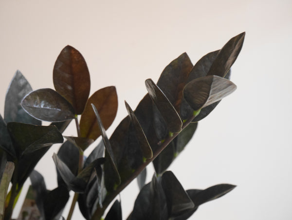jungle warrior zz plant Raven ZZ (M)