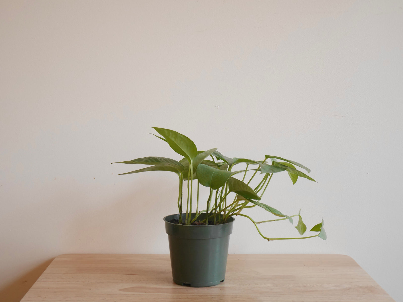 Pothos Cebu Blue (S)