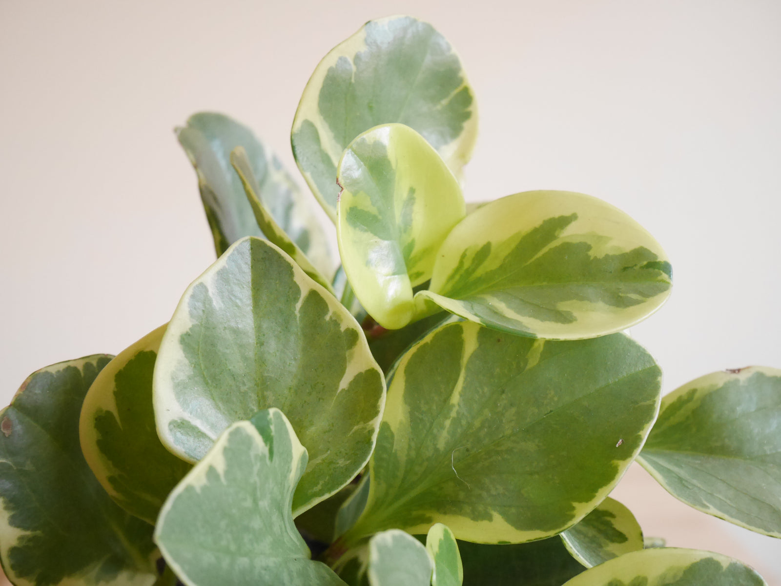 Peperomia Obtusifolia Variegata (S)