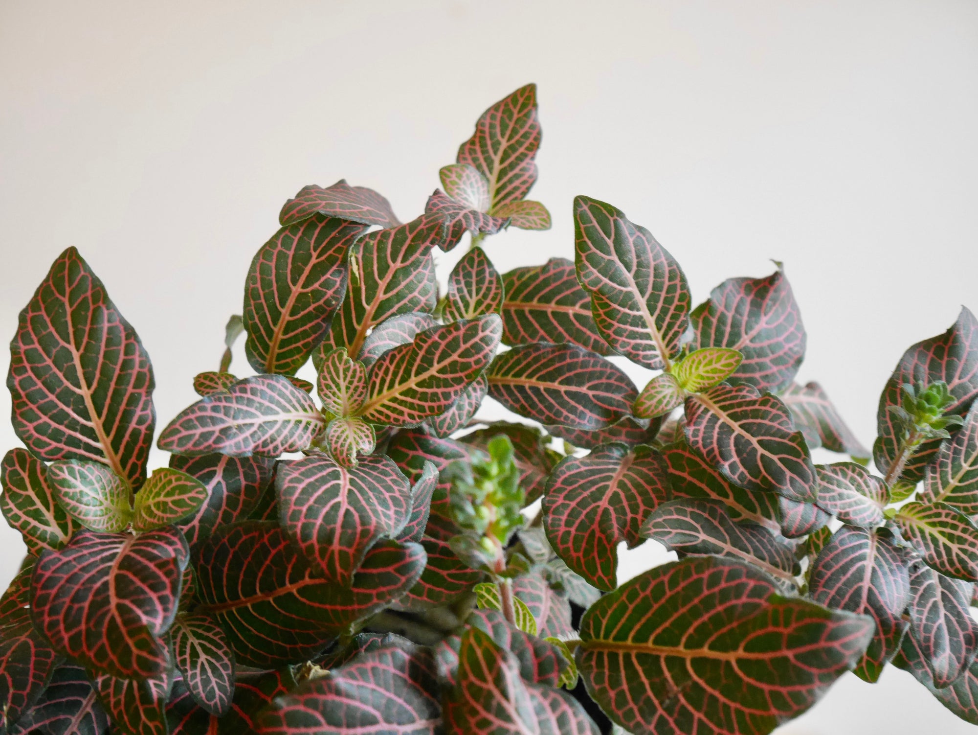 Fittonia Pink (S)