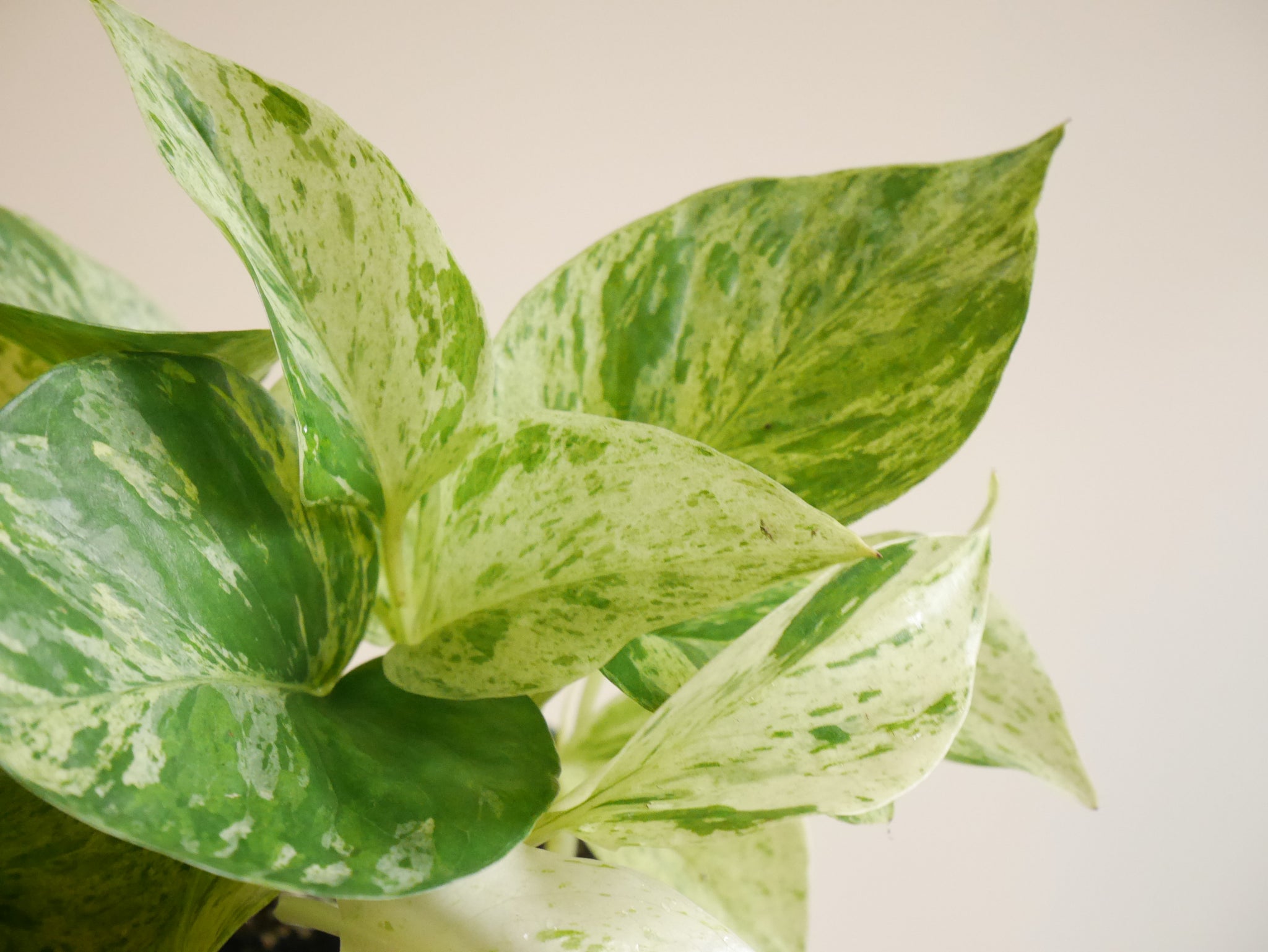 pothos snow queen bunnings Pothos Snow Queen (S)