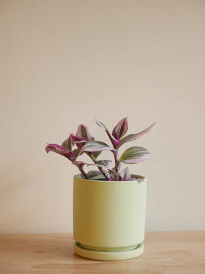 Tradescantia Bubblegum in a ceramic planter (S)