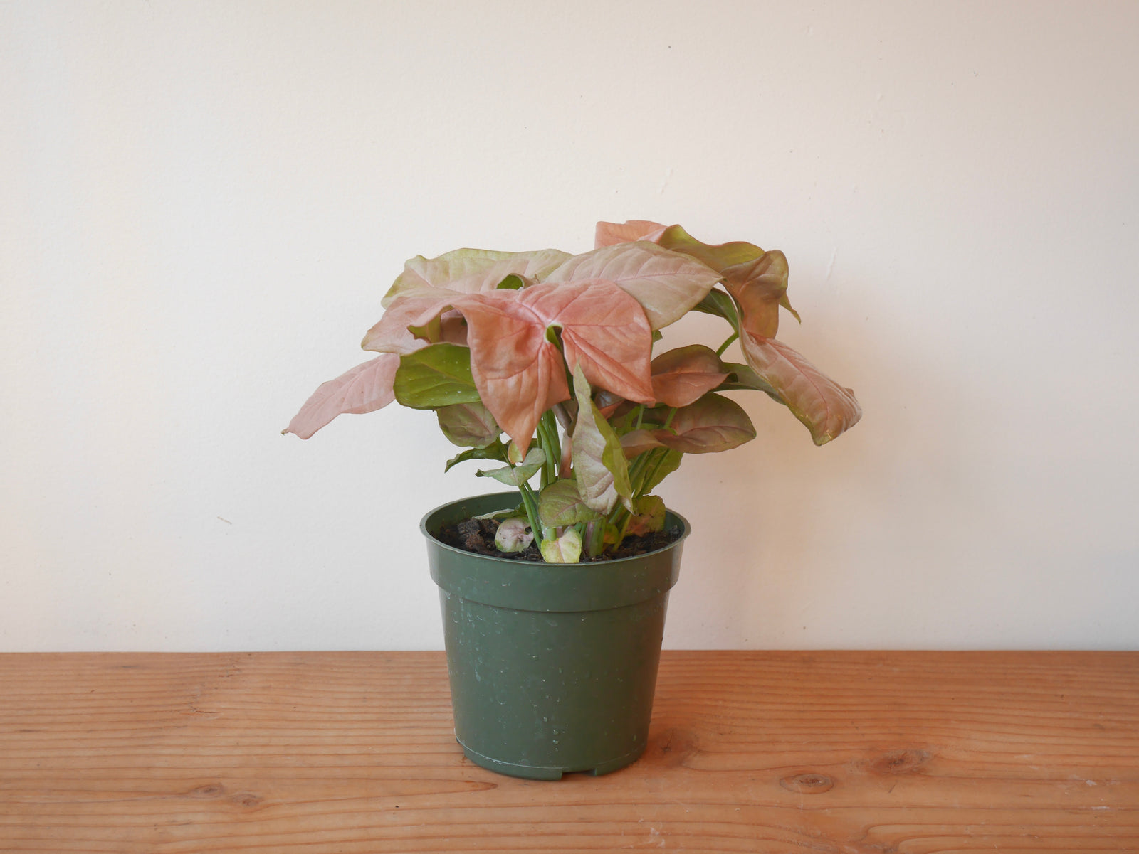 Syngonium Neon Robusta (S)